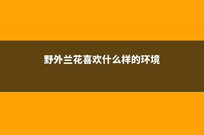 野外兰花是怎么繁殖的 (野外兰花喜欢什么样的环境)