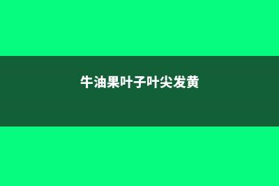 牛油果叶子叶尖焦黄，牛油果苗叶蔫了怎么救 (牛油果叶子叶尖发黄)