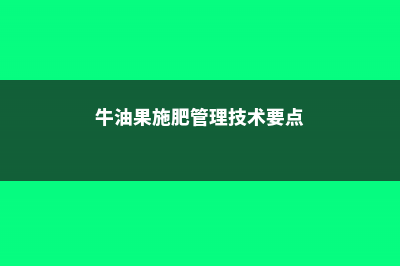 牛油果施肥管理技术，牛油果施什么肥 (牛油果施肥管理技术要点)