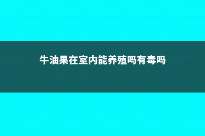 牛油果在室内能养殖吗，盆栽牛油果的养殖方法 (牛油果在室内能养殖吗有毒吗)