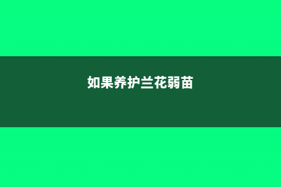 兰花弱苗独苗怎么复壮，如何浇水 (如果养护兰花弱苗)