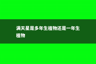 满天星是多年生还是一年生，如何做干花 (满天星是多年生植物还是一年生植物)