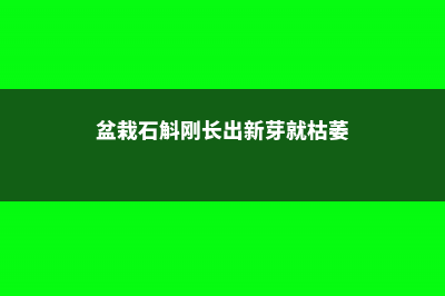 石斛小苗上盆根需要消毒吗，什么时候开花 (盆栽石斛刚长出新芽就枯萎)