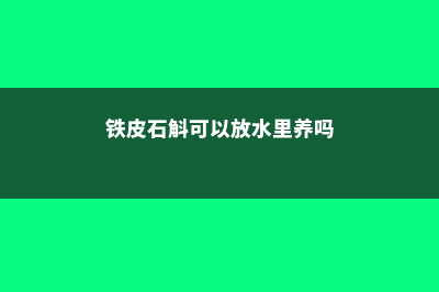 水养铁皮石斛能成活吗，如何水养铁皮石斛 (铁皮石斛可以放水里养吗)