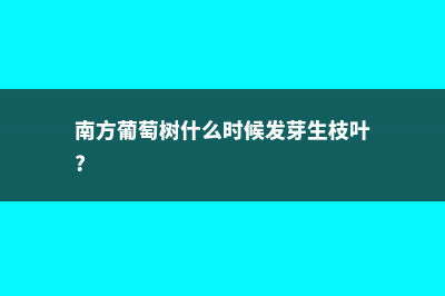 南方葡萄树什么时候移栽，移栽的葡萄树一般多久发芽 (南方葡萄树什么时候发芽生枝叶?)