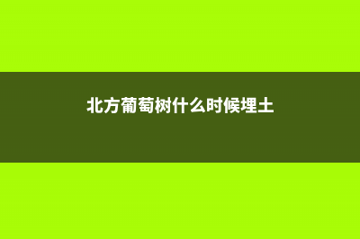 北方葡萄树什么时候埋土，怎样过冬 (北方葡萄树什么时候埋土)