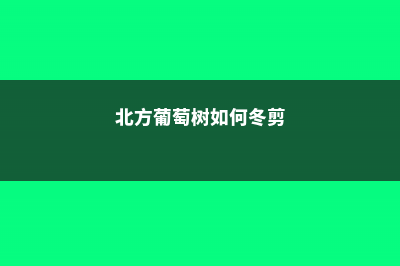 北方葡萄树如何过冬，如何防冻 (北方葡萄树如何冬剪)