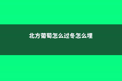 北方葡萄怎么过冬，必须埋土吗 (北方葡萄怎么过冬怎么埋)