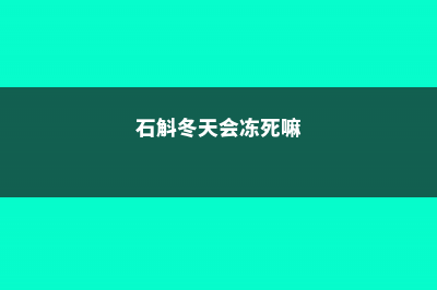 石斛冬天会冻死吗，如何过冬 (石斛冬天会冻死嘛)