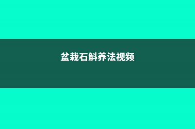 怎么给盆栽石斛浇水，浇水多了怎么办 (盆栽石斛养法视频)