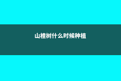 山楂树什么时候移栽，山楂树怎么移栽 (山楂树什么时候种植)