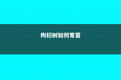 枸杞树苗怎么种植，几年结果 (枸杞树如何育苗)