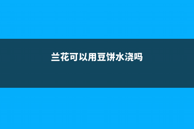 兰花可以用豆饼肥吗，怎样给兰花施饼肥 (兰花可以用豆饼水浇吗)