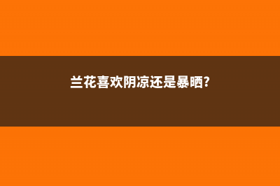 兰花喜欢干还是喜欢湿，浇水时间和方法介绍 (兰花喜欢阴凉还是暴晒?)