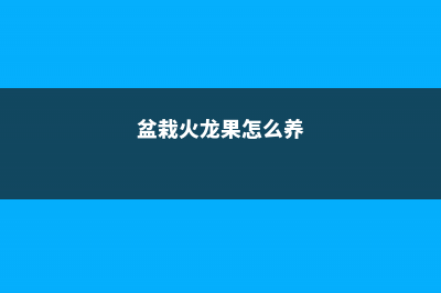 盆栽火龙果的养殖方法，如何快速生根 (盆栽火龙果怎么养)