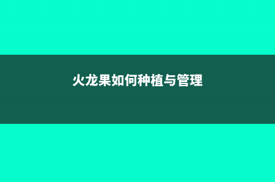 火龙果如何种植，幼苗怎么换盆 (火龙果如何种植与管理)