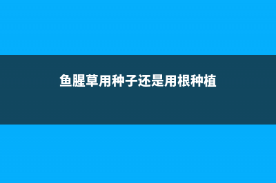 鱼腥草可以用种子种吗，种子怎么获得 (鱼腥草用种子还是用根种植)