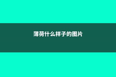 薄荷什么样子，薄荷的外形特征和作用 (薄荷什么样子的图片)