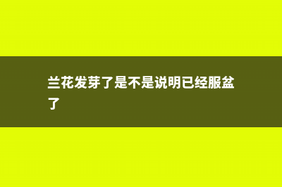 兰花发芽了是不是就代表快开花了 (兰花发芽了是不是说明已经服盆了)