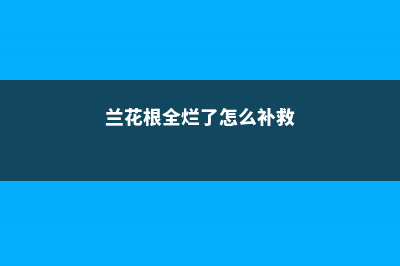 兰花根全烂了怎样救活，怎样才能发新根 (兰花根全烂了怎么补救)