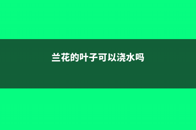 兰花叶可以全部剪掉重新发芽吗 (兰花的叶子可以浇水吗)