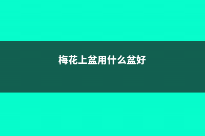 梅花上盆用什么土最好，梅花上盆注意事项 (梅花上盆用什么盆好)