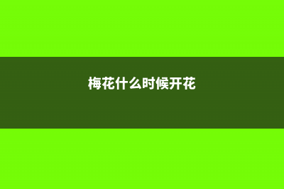 梅花什么时候开，哪种梅花能一年开两次 (梅花什么时候开花)