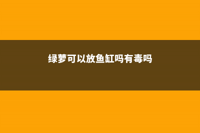 绿萝可以放鱼缸当水草养吗，固定在鱼缸的方法 (绿萝可以放鱼缸吗有毒吗)