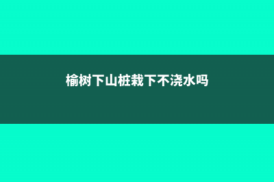 榆树下山桩的栽培技巧，根部怎么处理 (榆树下山桩栽下不浇水吗)