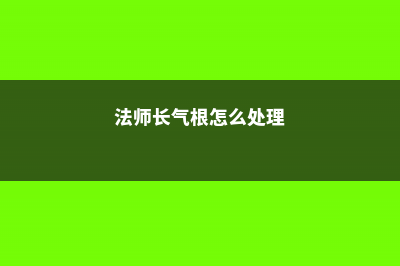 法师长气根是怎么回事，如何处理 (法师长气根怎么处理)