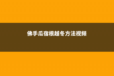 佛手瓜宿根越冬方法，如何管理 (佛手瓜宿根越冬方法视频)