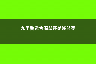 九里香适合深盆还是浅盆，选盆有什么要求 (九里香适合深盆还是浅盆养)