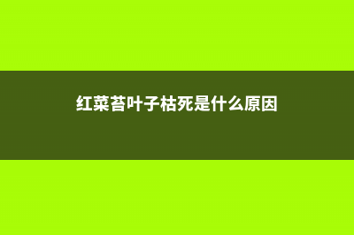 红菜苔老叶打不打，需要剪叶吗 (红菜苔叶子枯死是什么原因)