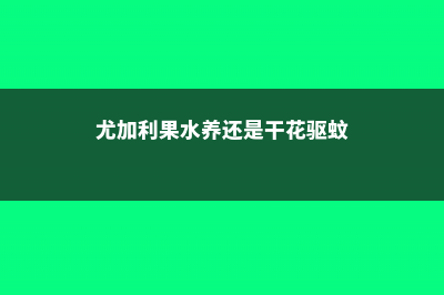 尤加利果水养还是干花，水养能活多久 (尤加利果水养还是干花驱蚊)