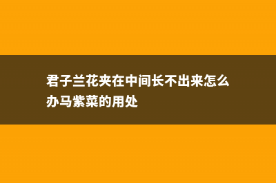 君子兰花夹在中间长不出来怎么办，夹箭怎么处理 (君子兰花夹在中间长不出来怎么办马紫菜的用处)