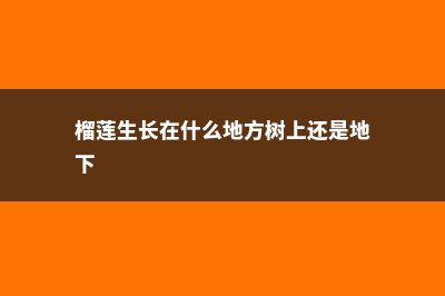 榴莲生长在什么地方，长在树上还是地上 (榴莲生长在什么地方树上还是地下)