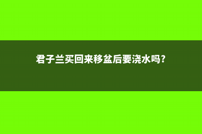 新买的君子兰移栽后需要立即浇水吗 (君子兰买回来移盆后要浇水吗?)