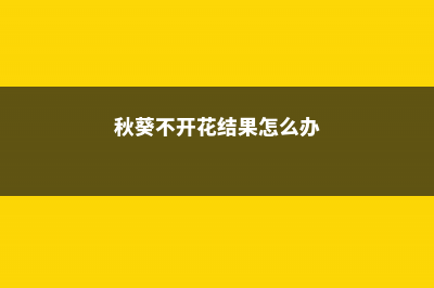 秋葵不结果怎么办，秋葵怎样才能结果 (秋葵不开花结果怎么办)