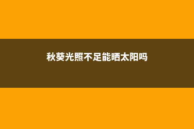 秋葵光照不足能结果吗，秋葵喜欢光照吗 (秋葵光照不足能晒太阳吗)