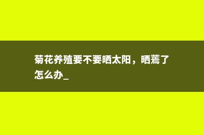 菊花养殖要不要晒太阳，晒蔫了怎么办 