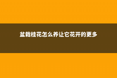 盆景桂花怎样过冬，能过冬吗 (盆栽桂花怎么养让它花开的更多)