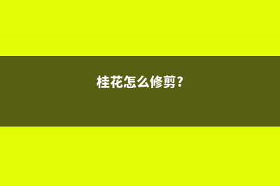 桂花怎么修剪才多开花，怎么修剪不长高 (桂花怎么修剪?)