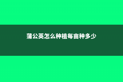 蒲公英怎么种植，蒲公英种植技术及管理 (蒲公英怎么种植每亩种多少)