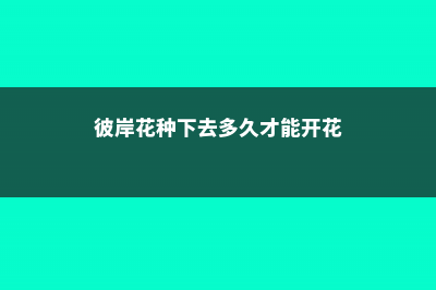 彼岸花播种后多长时间开花，彼岸花种子怎么播种 (彼岸花种下去多久才能开花)