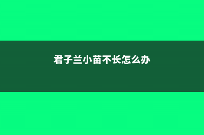 君子兰小苗不长怎么办 (君子兰小苗不长怎么办)