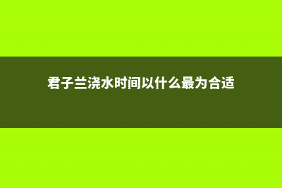 君子兰浇水时间是在上午还是下午还是中午 (君子兰浇水时间以什么最为合适)