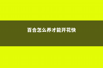 百合怎么养才能爆盆，百合花谢后怎么办 (百合怎么养才能开花快)