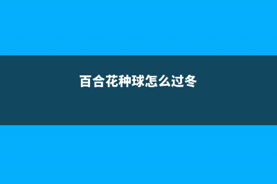 百合花种球怎么越养越大，百合对土壤有什么要求 (百合花种球怎么过冬)