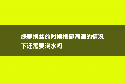 绿萝换盆的时候要注意什么，要用什么土 (绿萝换盆的时候根部潮湿的情况下还需要浇水吗)