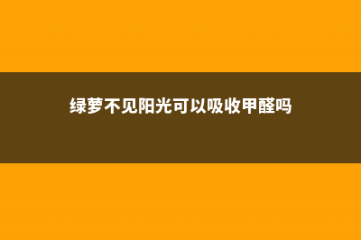 绿萝不见阳光可以吗，下垂对财运好不好 (绿萝不见阳光可以吸收甲醛吗)